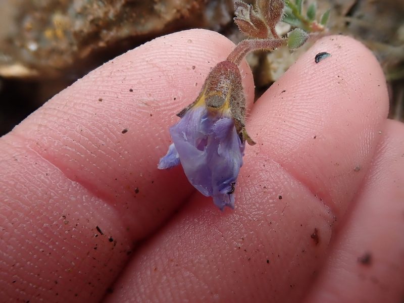Polemonium boreale, photographed by F Quiec