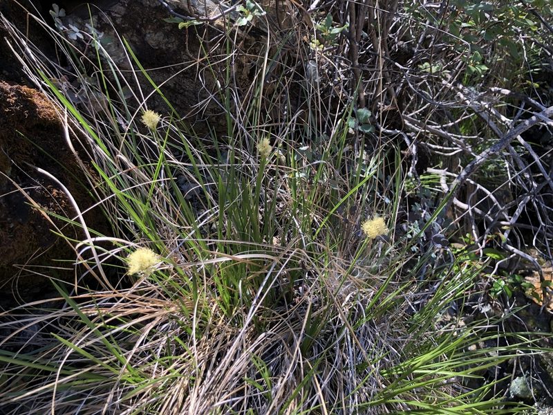 Calliscirpus criniger, photographed by Nicholas Wei