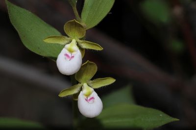 Cypripedium californicum, photographed by Nicholas Wei