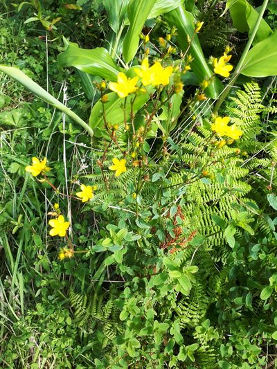 Hypericum undulatum, photographed by Manuel R Popp