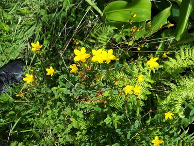 Hypericum undulatum, photographed by Manuel R Popp