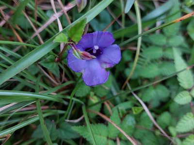 Torenia concolor, photographed by 胡正恆(Jackson Hu)