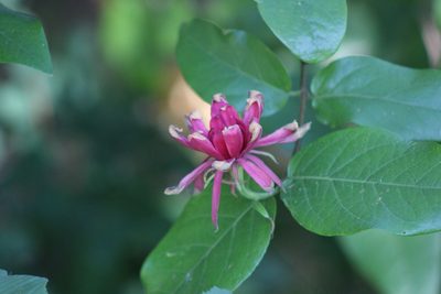 Calycanthus occidentalis, photographed by Wendy St. John