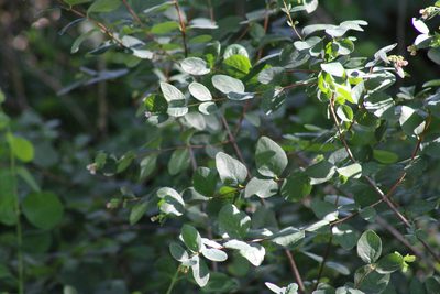Symphoricarpos albus, photographed by Wendy St. John