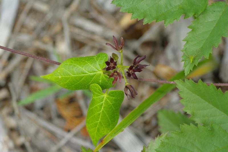 Odontostephana hirtelliflora, photographed by Michelle W. （鍾偉瑋）