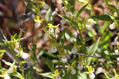 Cypripedium californicum, photographed by Nicholas Wei