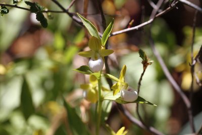 Cypripedium californicum, photographed by Nicholas Wei