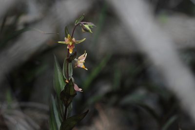 Epipactis gigantea, photographed by Nicholas Wei