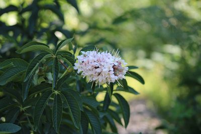 Aesculus californica, photographed by Wendy St. John