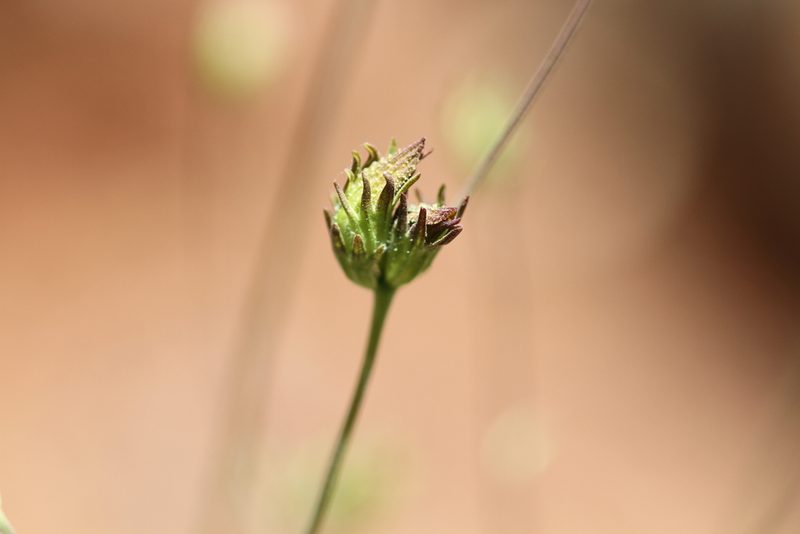 Cordylanthus pringlei, photographed by Nicholas Wei