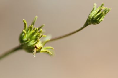 Cordylanthus pringlei, photographed by Nicholas Wei