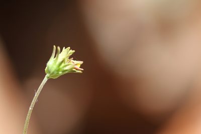 Cordylanthus pringlei, photographed by Nicholas Wei