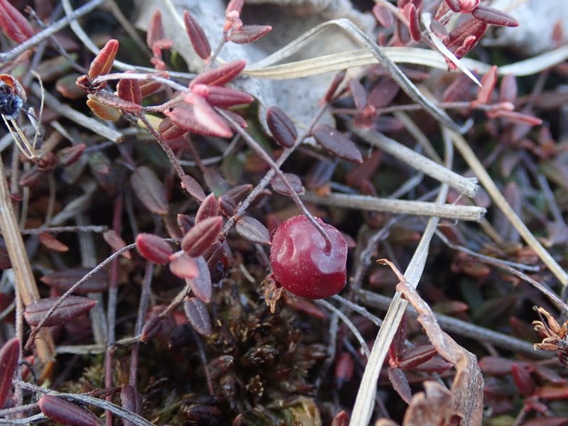 Vaccinium microcarpum, photographed by F Quiec