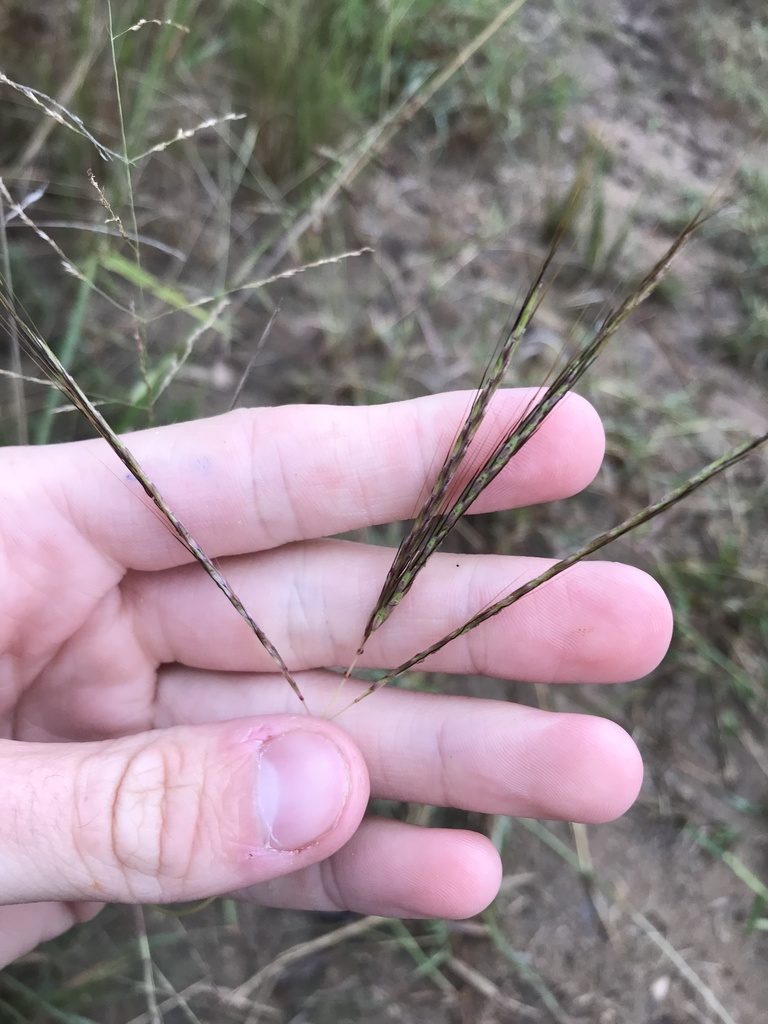 Bothriochloa insculpta, photographed by Ryan Donnelly