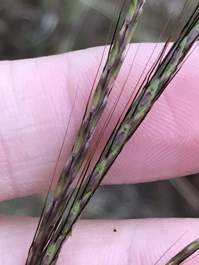 Bothriochloa insculpta, photographed by Ryan Donnelly