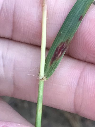 Bothriochloa insculpta, photographed by Ryan Donnelly