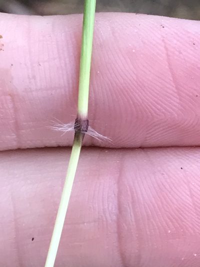 Bothriochloa insculpta, photographed by Ryan Donnelly