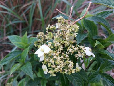 Hydrangea chinensis, photographed by 胡正恆(Jackson Hu)