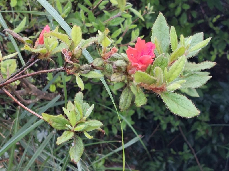 Rhododendron oldhamii, photographed by 胡正恆(Jackson Hu)