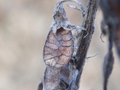 Hedysarum boreale, photographed by F Quiec
