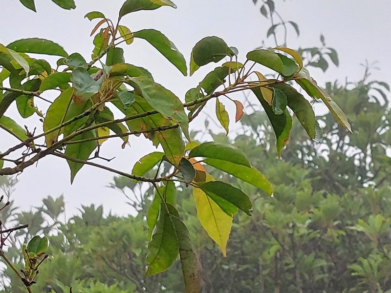 Elaeocarpus japonicus, photographed by 胡正恆(Jackson Hu)