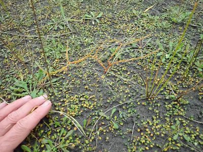 Coprosma acerosa, photographed by Arnim Littek