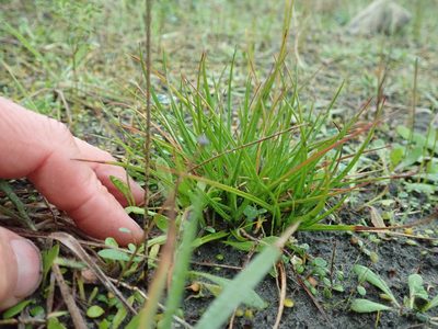 Juncus caespiticius, photographed by Arnim Littek