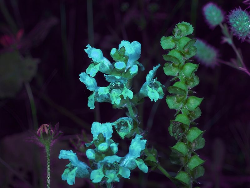 Brazoria truncata, photographed by Michelle W. （鍾偉瑋）