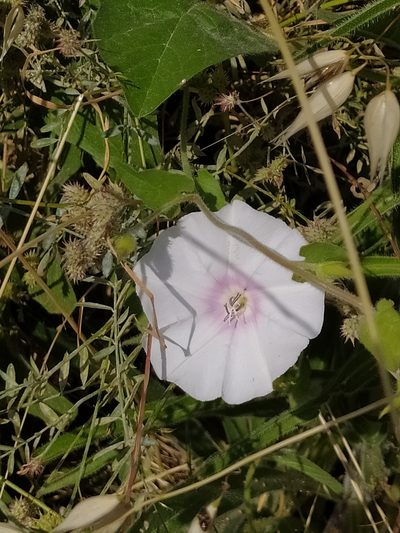 Convolvulus betonicifolius, photographed by Vasileia Sef