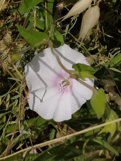 Convolvulus betonicifolius, photographed by Vasileia Sef
