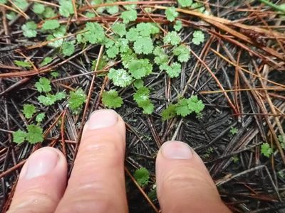 Hydrocotyle moschata, photographed by Arnim Littek