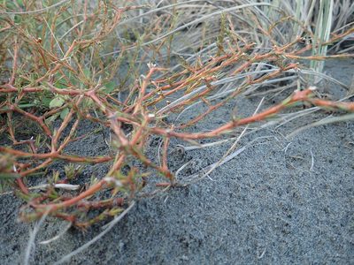 Coprosma acerosa, photographed by Arnim Littek