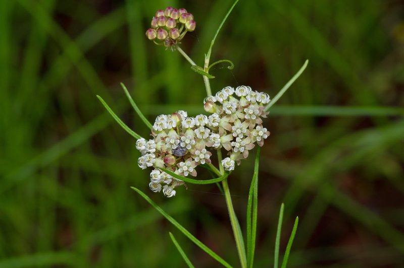 Asclepias verticillata, photographed by Michelle W. （鍾偉瑋）