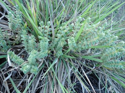 Pimelea villosa, photographed by Arnim Littek