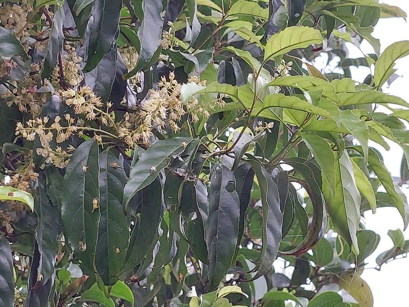 Itea parviflora, photographed by 胡正恆(Jackson Hu)