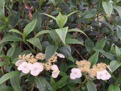 Hydrangea chinensis, photographed by 胡正恆(Jackson Hu)
