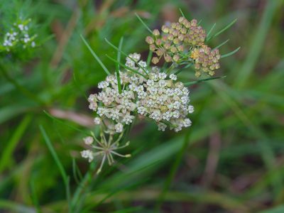 Asclepias verticillata, photographed by Michelle W. （鍾偉瑋）