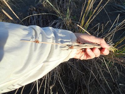 Ficinia nodosa, photographed by Arnim Littek