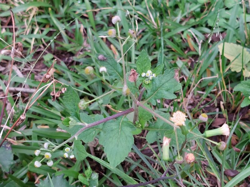 Dichrocephala integrifolia, photographed by 胡正恆(Jackson Hu)