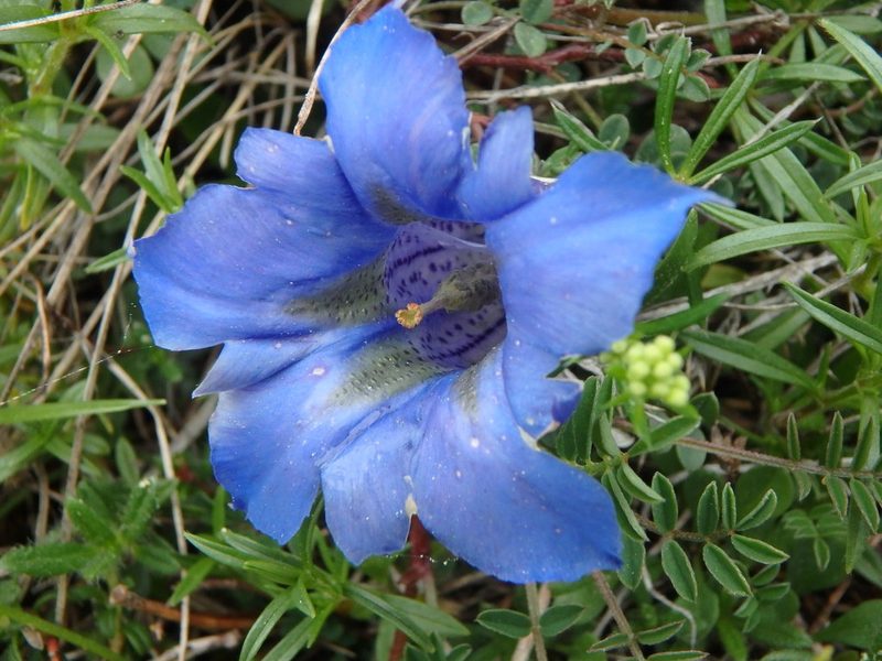 Gentiana angustifolia, photographed by Daniel Cahen