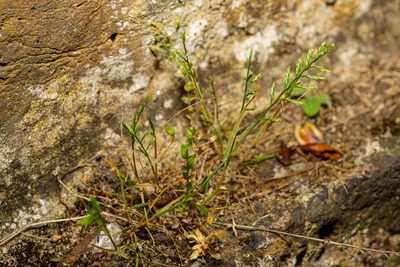 Catapodium rigidum, photographed by Andrew Skotnicki