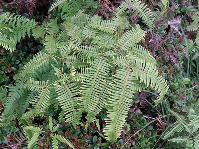 Dicranopteris linearis, photographed by 胡正恆(Jackson Hu)