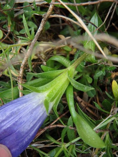 Gentiana angustifolia, photographed by Daniel Cahen