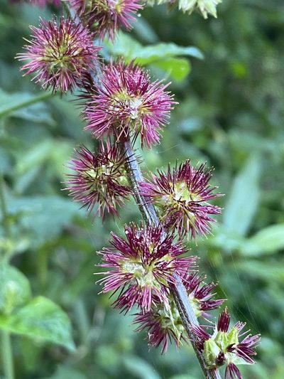 Pupalia lappacea, photographed by Jean-Paul Boerekamps