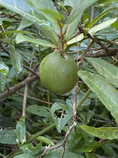 Rothmannia globosa, photographed by Jean-Paul Boerekamps