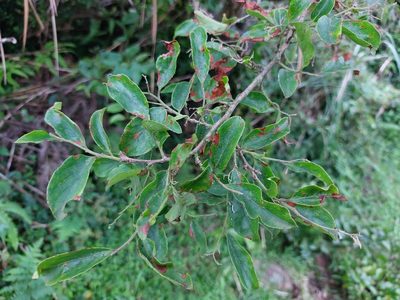 Symplocos paniculata, photographed by 胡正恆(Jackson Hu)