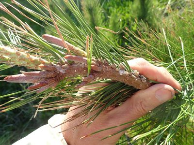 Pinus radiata, photographed by Arnim Littek