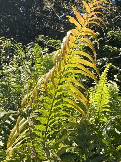 Stenochlaena tenuifolia, photographed by Jean-Paul Boerekamps