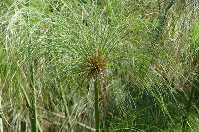 Cyperus papyrus, photographed by Jean-Paul Boerekamps