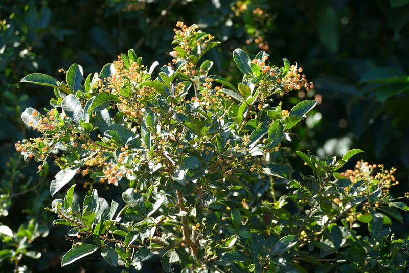 Searsia nebulosa, photographed by Jean-Paul Boerekamps